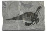 Eurypterus (Sea Scorpion) Fossil - New York #310220-1